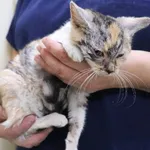 Znaleziono kota, Łódź, 5 grudnia 2024