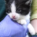 Znaleziono kota, Łódź, 5 grudnia 2024