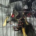 Znaleziono psa, Radom, 5 grudnia 2024