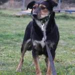 Pies do adopcji, Grudziądz, 12 listopada 2024