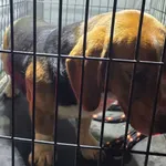 Znaleziono psa, Radom, 5 grudnia 2024