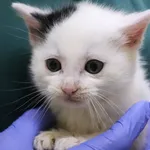 Znaleziono kota, Łódź, 5 grudnia 2024