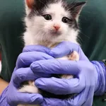 Znaleziono kota, Łódź, 5 grudnia 2024