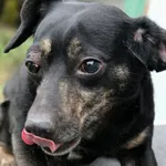 Pies do adopcji, Grudziądz, 8 listopada 2024