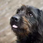 Znaleziono psa, Sosnowiec, 5 grudnia 2024