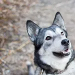 Znaleziono psa, Sosnowiec, 5 grudnia 2024