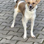 Znaleziono psa, Lublin, 5 grudnia 2024