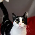 Znaleziono kota, Sosnowiec, 28 listopada 2024