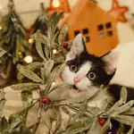 Znaleziono kota, Sosnowiec, 6 grudnia 2024