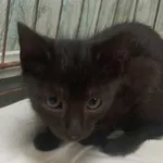 Znaleziono kota, Toruń, 4 grudnia 2024