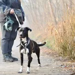 Znaleziono psa, Sosnowiec, 7 grudnia 2024