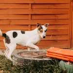 Pies do adopcji, Czartki, 10 grudnia 2024