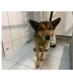 Znaleziono psa, Białystok, 7 grudnia 2024