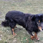 Pies do adopcji, Włocławek, 4 grudnia 2024