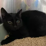 Kot do adopcji, Włocławek, 15 listopada 2024