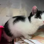 4597/165/24 Domino  data przyjęcia - 28.11.2024 przebywa w domu tymczasowym