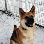 13016/229/24 Kazia - data przyjęcia - 09.12.2024 przebywa w domu tymczasowym