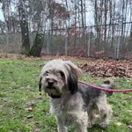 13015/228/24 Pusia - data przyjęcia - 09.12.2024 przebywa w domu tymczasowym