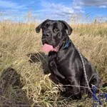 Pies do adopcji, Szczecin, 28 września 2024