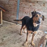 Pies do adopcji, Orzechowce, 11 grudnia 2024