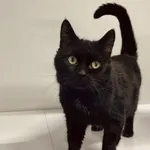 Kot do adopcji, Szczecin, 6 października 2024