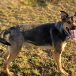 Pies do adopcji, Szczecin, 11 września 2024