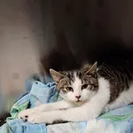 4594/162/24 Michałek  data przyjęcia - 27.11.2024