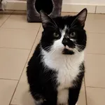 4603/171/24 Julek  data przyjęcia - 30.11.2024