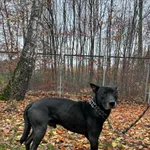 12996/210/24 Koda - data przyjęcia - 14.11.2024