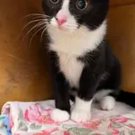 4601/161/24 Tenor data przyjęcia - 29.11.2024