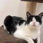 Kot do adopcji, Włocławek, 27 września 2024