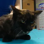 Kot do adopcji, Szczecin, 28 października 2024