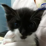 Kot do adopcji, Szczecin, 9 września 2024