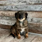 Znaleziono suczkę- Puławy