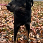 GW/222/29/24 Tosiek - data przyjęcia - 15.11.2024