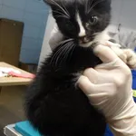 Kot do adopcji, Szczecin, 12 listopada 2024