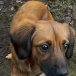 13006/220/24 Dyzio  - data przyjęcia - 30.11.2024