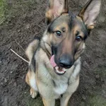 Pies do adopcji, Włocławek, 24 listopada 2024