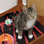 4596/164/24  Raczek data przyjęcia - 27.11.2024