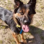 Pies do adopcji, Szczecin, 21 sierpnia 2024