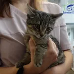 Kot do adopcji, Szczecin, 12 listopada 2024