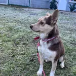 12998/212/24 Budyń  - data przyjęcia - 15.11.2024 przebywa w domu tymczasowym