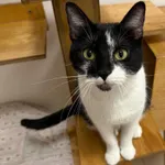 Kot do adopcji, Włocławek, 29 listopada 2024