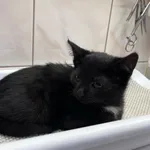 4600/168/24  Tuptuś - data przyjęcia - 29.11.2024