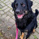 Pies do adopcji, Szczecin, 22 października 2024