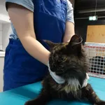 Kot do adopcji, Szczecin, 28 października 2024