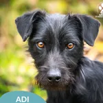 Pies do adopcji, Starogard Gdański, 15 listopada 2024