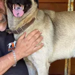 Pies do adopcji, Głowno, 3 marca 2024