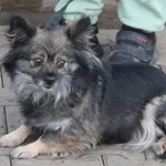 Pies do adopcji, Nowy Dwór Mazowiecki, 13 grudnia 2024