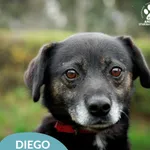 Pies do adopcji, Starogard Gdański, 15 listopada 2024